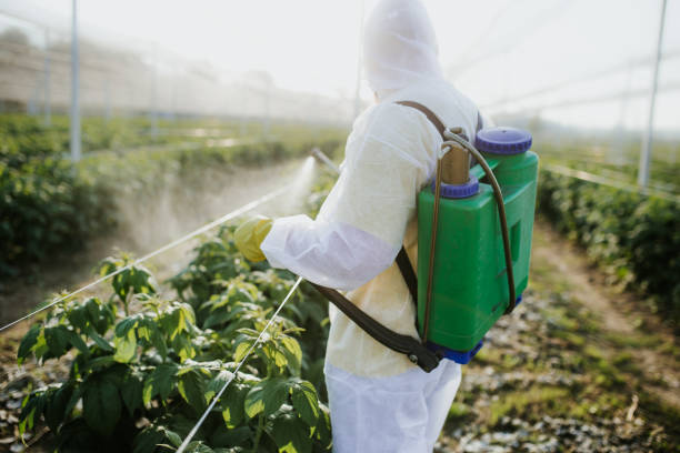 Best Wasp Removal Services  in Collingdale, PA